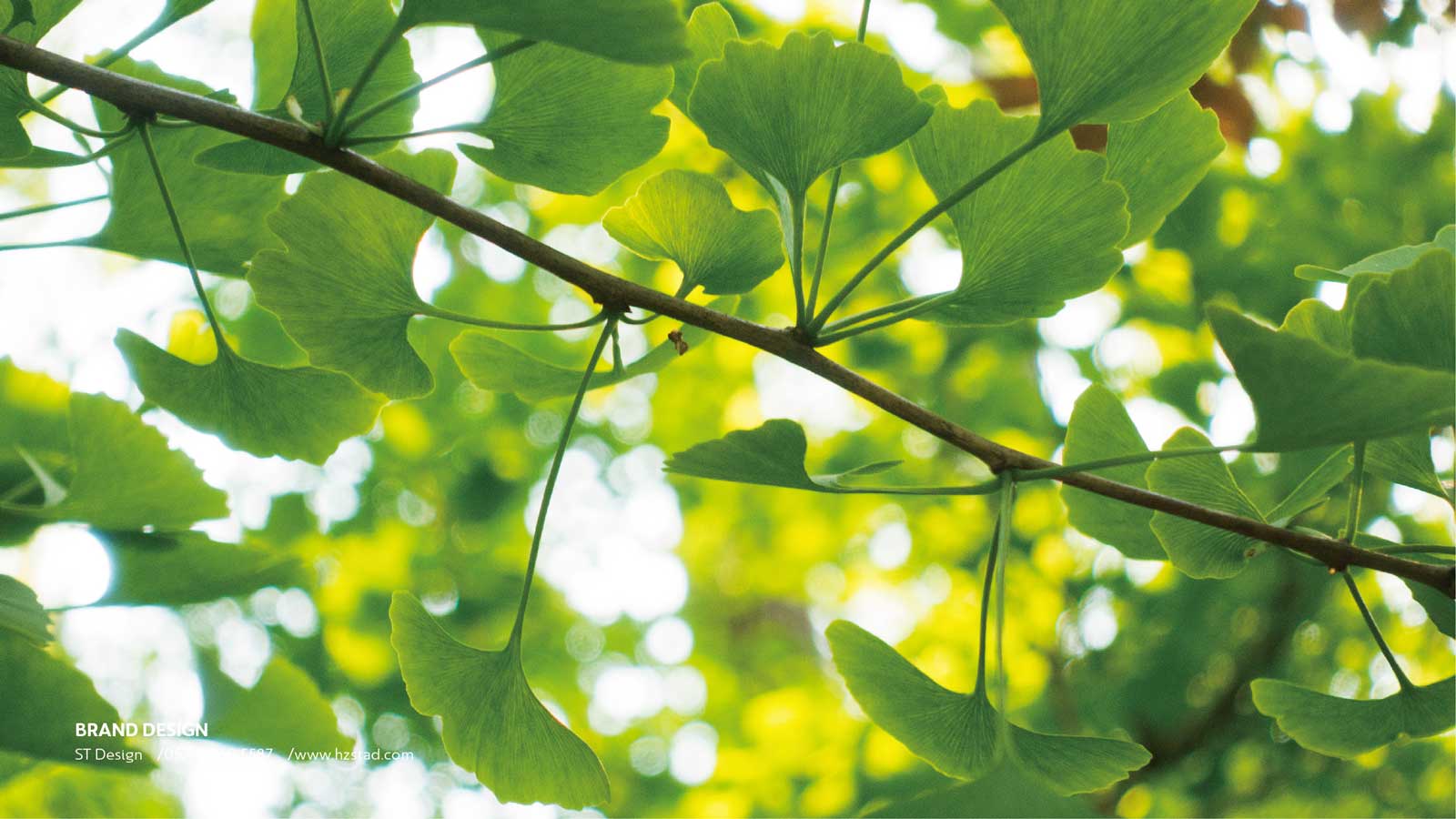 設計一套企業vi要多少錢？